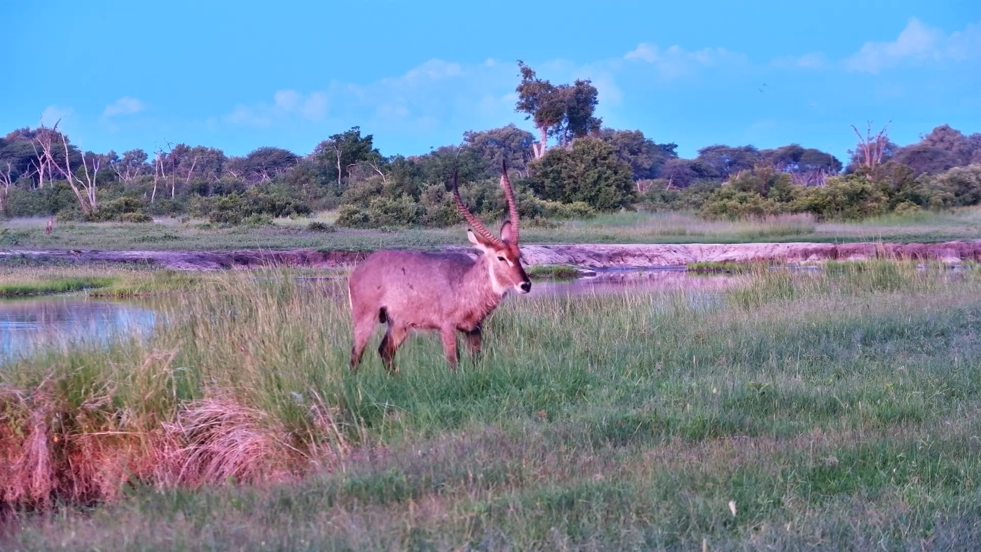 Playful Waterbuck Bull at The Hide