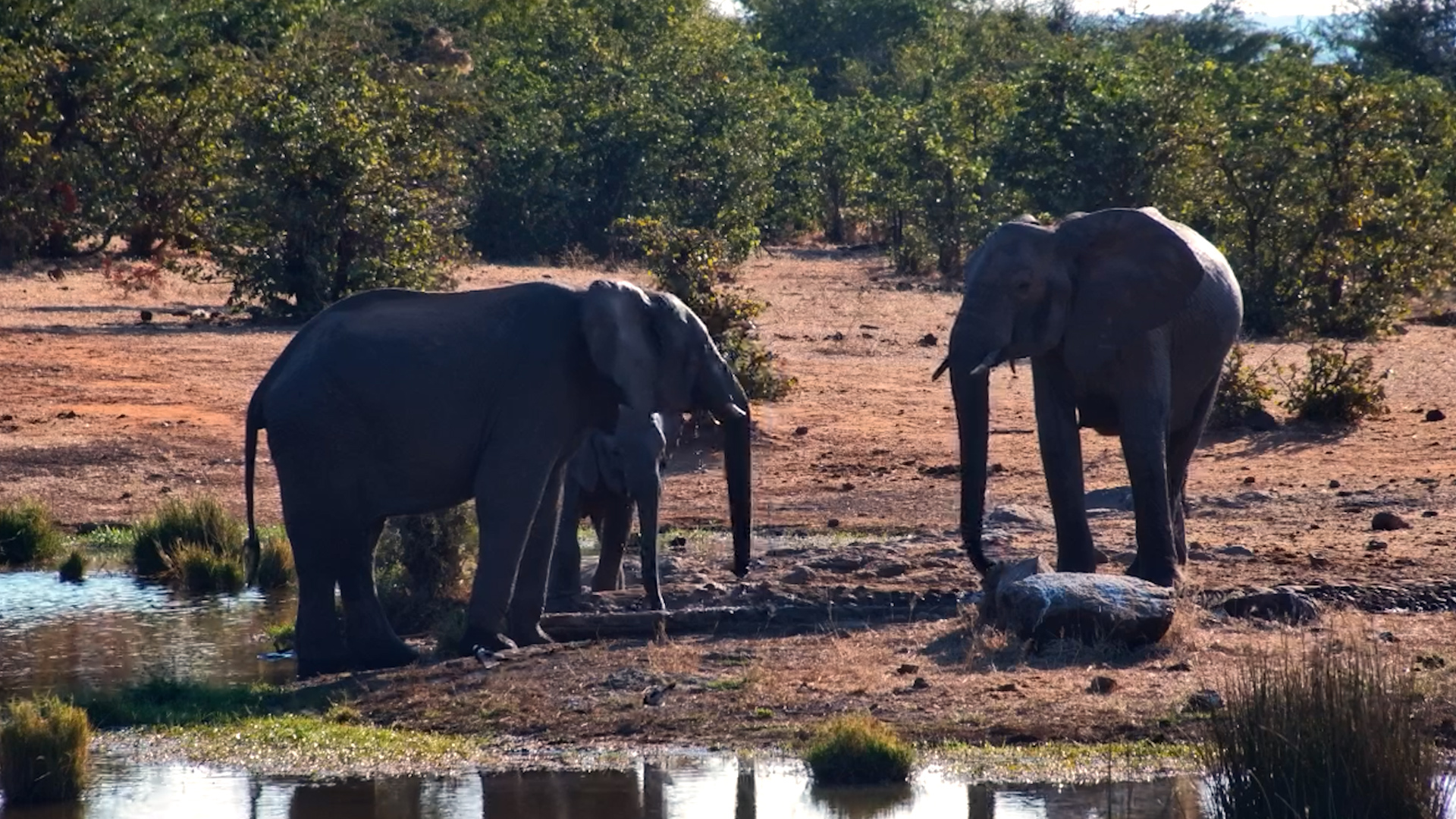 Family Time for the Little Herd