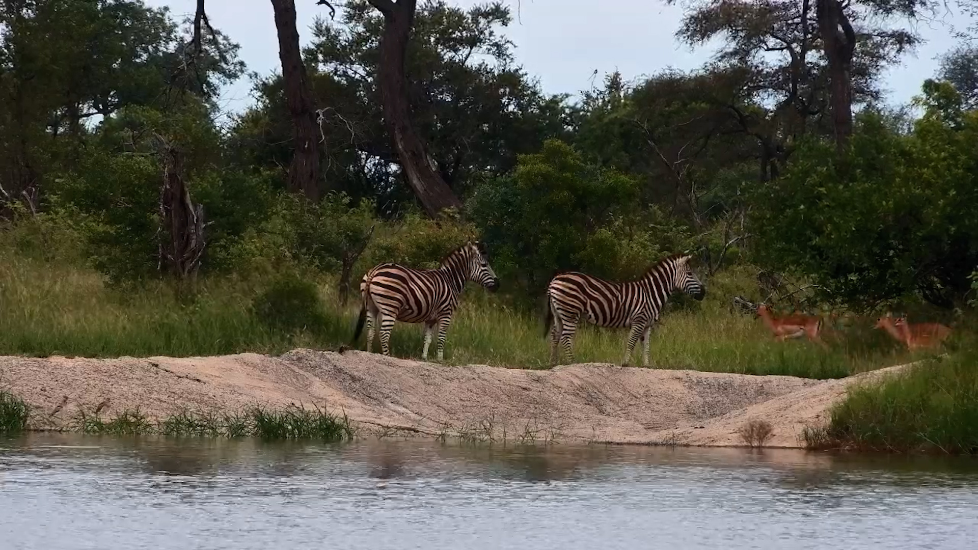 A Quiet Moment with Zebra at the Waterside