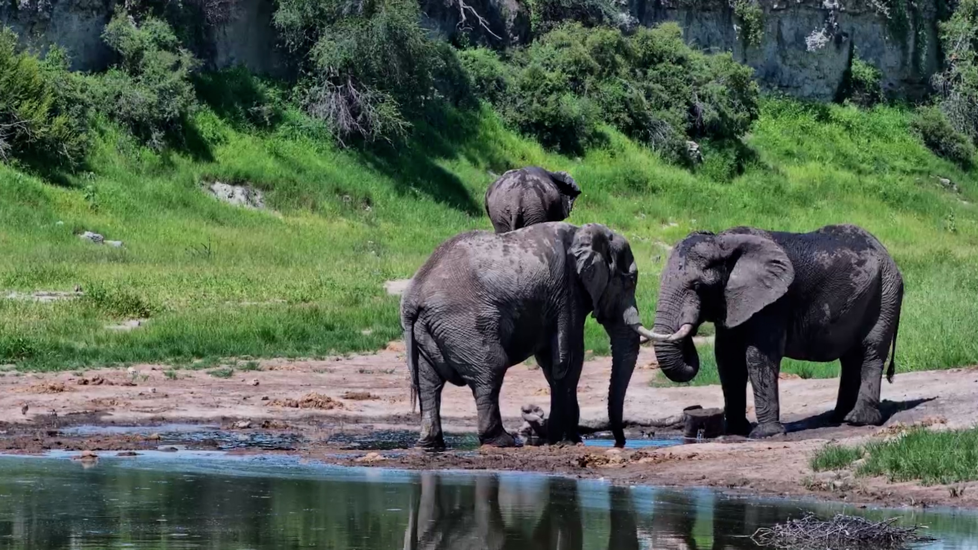 A Trio of Elephnats Enjoy the Freshest Drink in Town