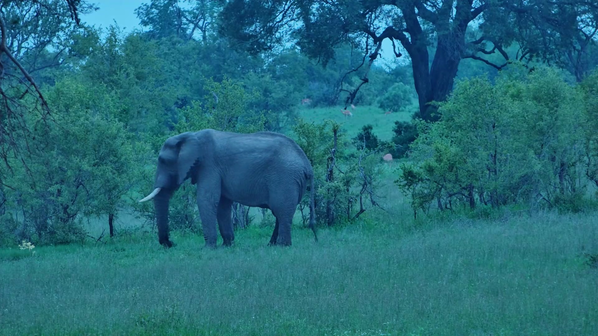 Elephant Bull Feeds at First Light