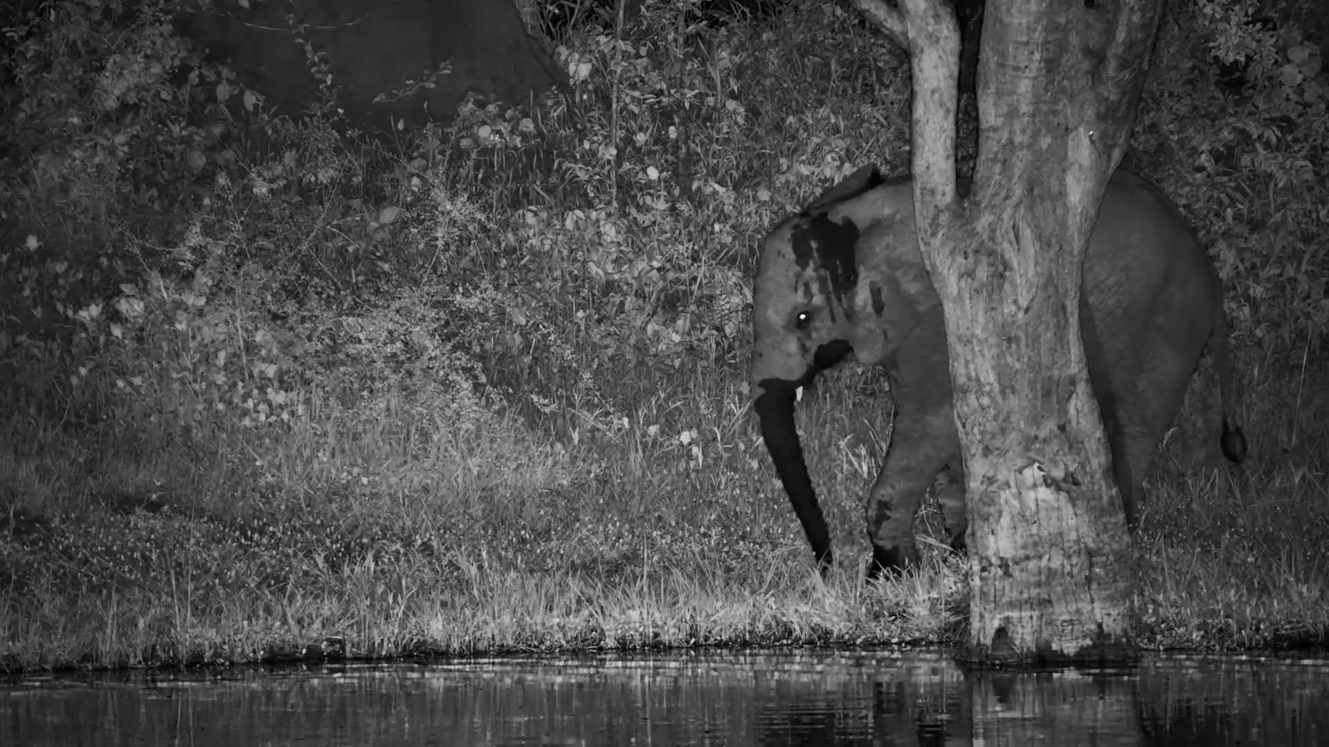 Quiet Night Moment with Two Elephants at Roy’s Dam