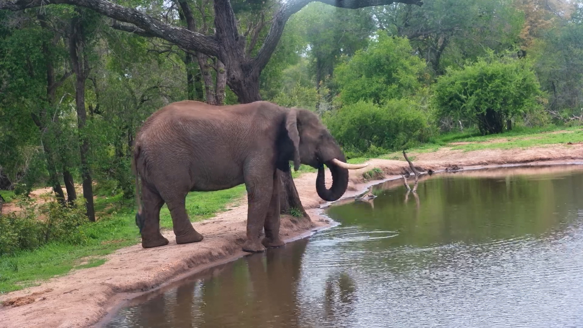 A Quiet Moment with Elephants