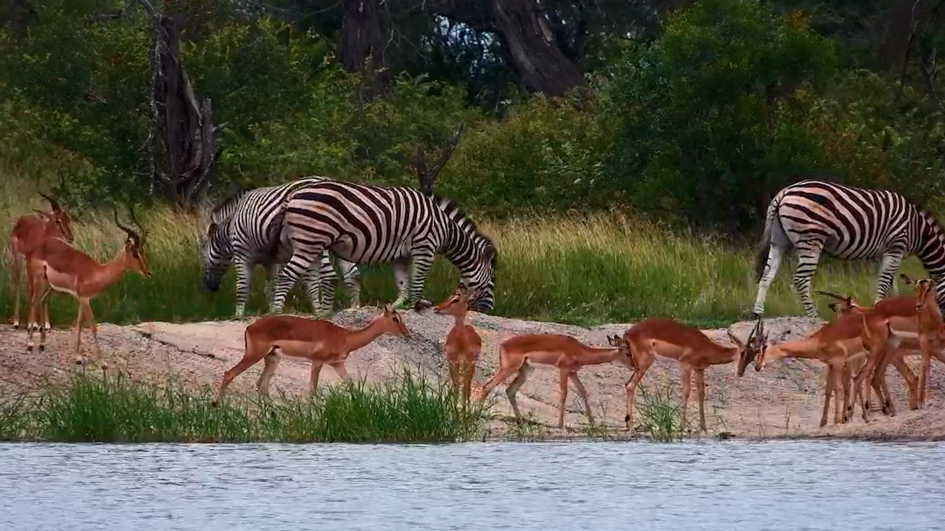 Zebras… Impalas…And The Waterhole