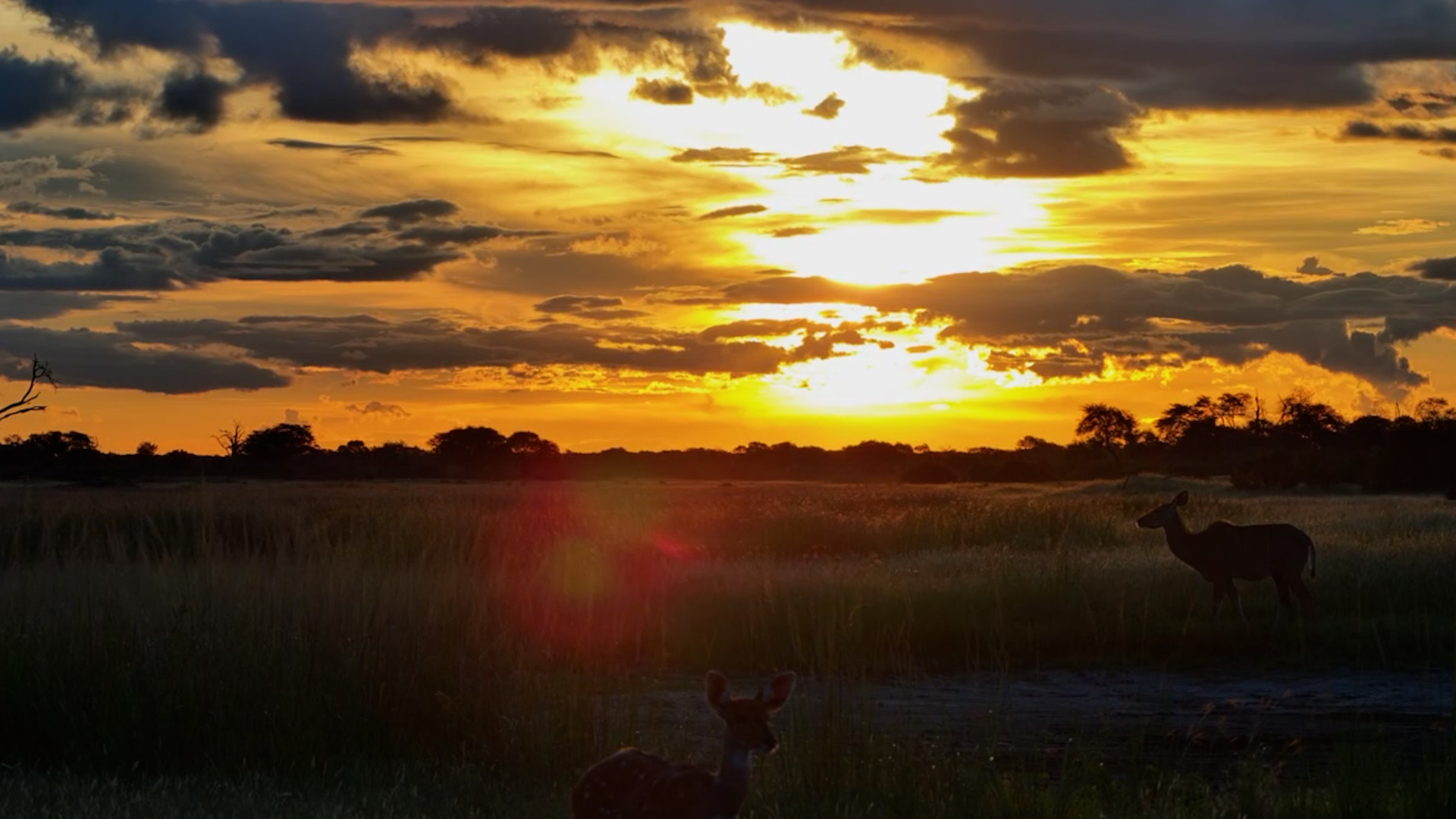 Where Gold Meets Stripes… A Quiet African Sunset