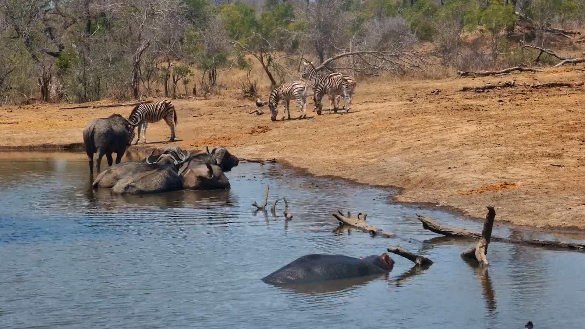 Busy Day at Serondella | Buffalos, Zebras & Hippo Share the Waterhole