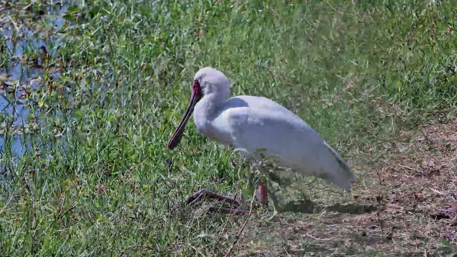 Spoonbill Resting in the Wild