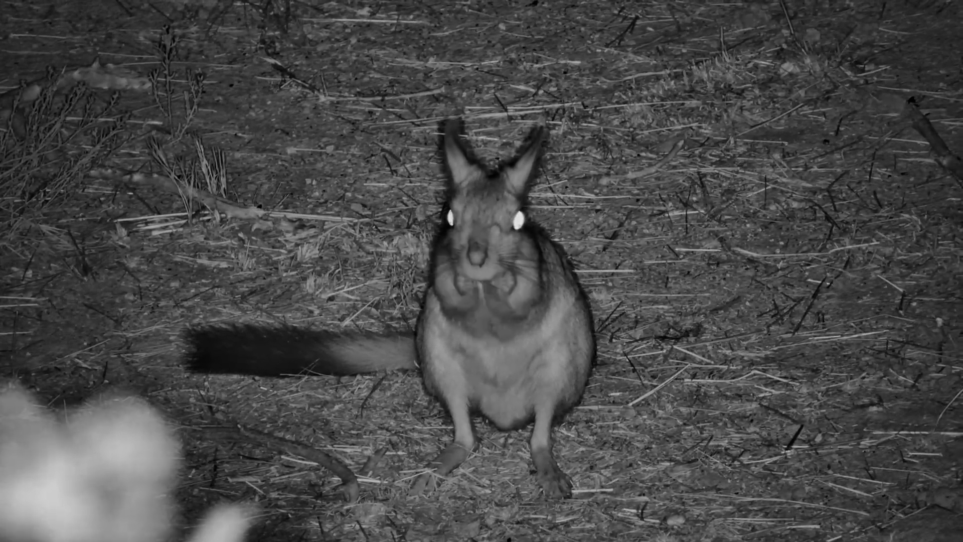 Close-Up of a Springhare Eating at Jack’s Camp