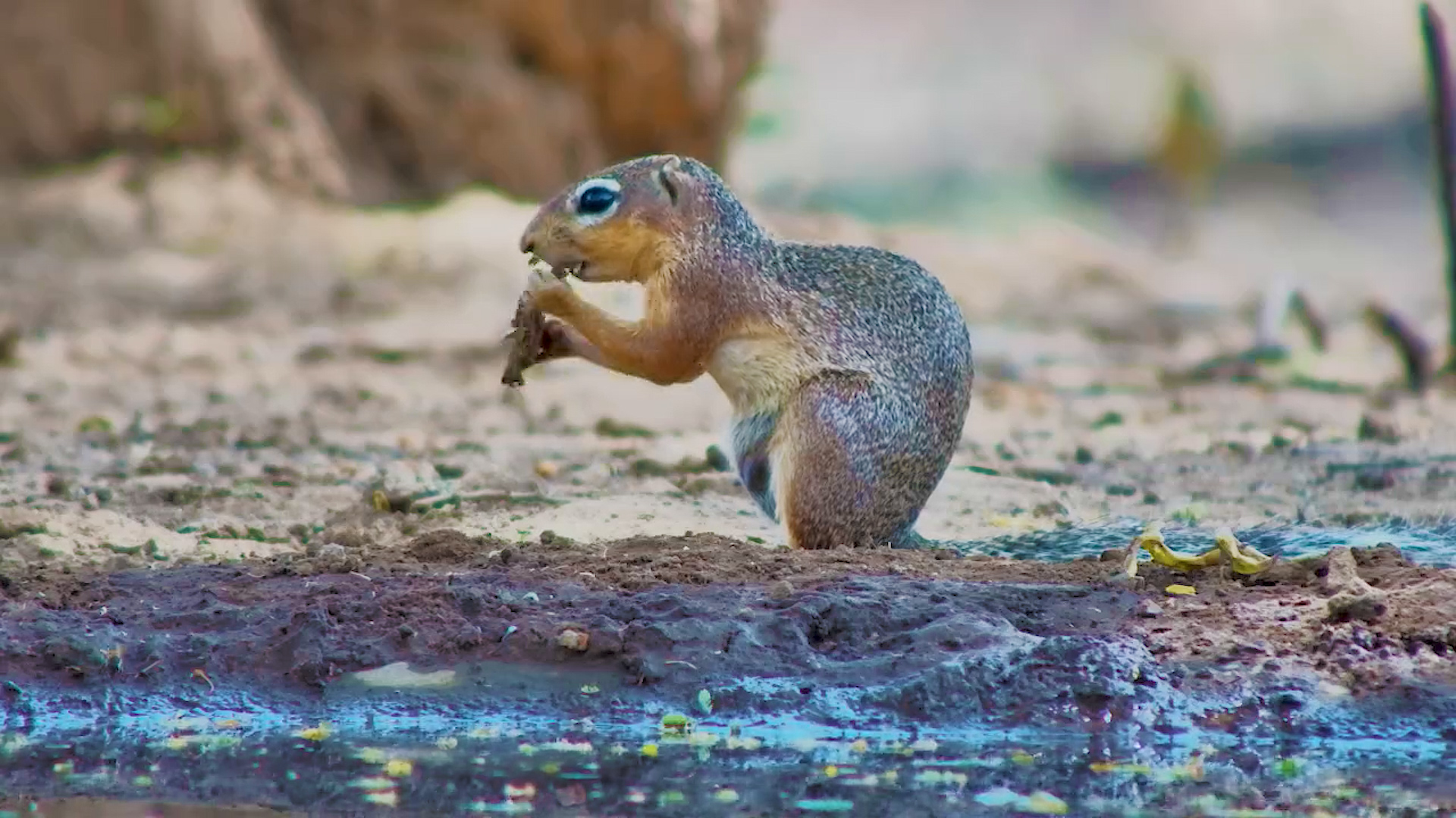 Unstriped Ground Squirrels Forage & Fight