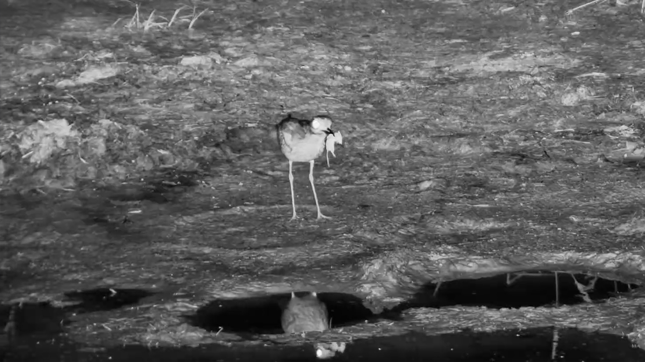Unbelievable! Bird Snaps Up a Mouse