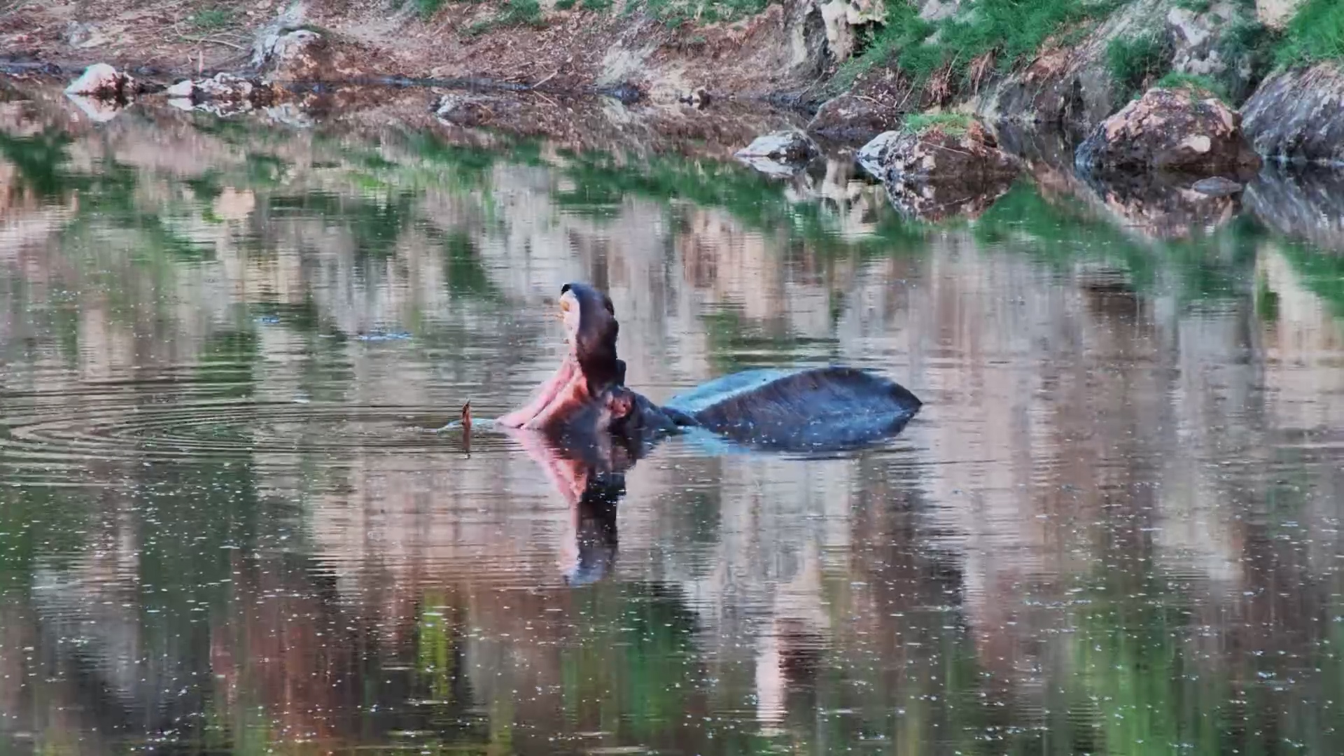 Big Yawn! Hippo Shows Off Massive Mouth at the Waterhole