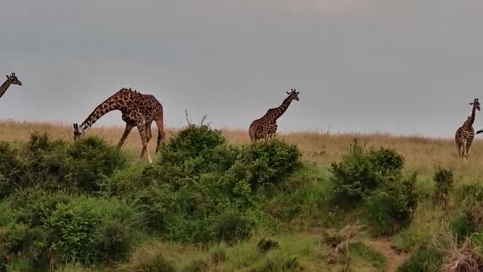 A Peaceful Mara River Moment With Giraffes