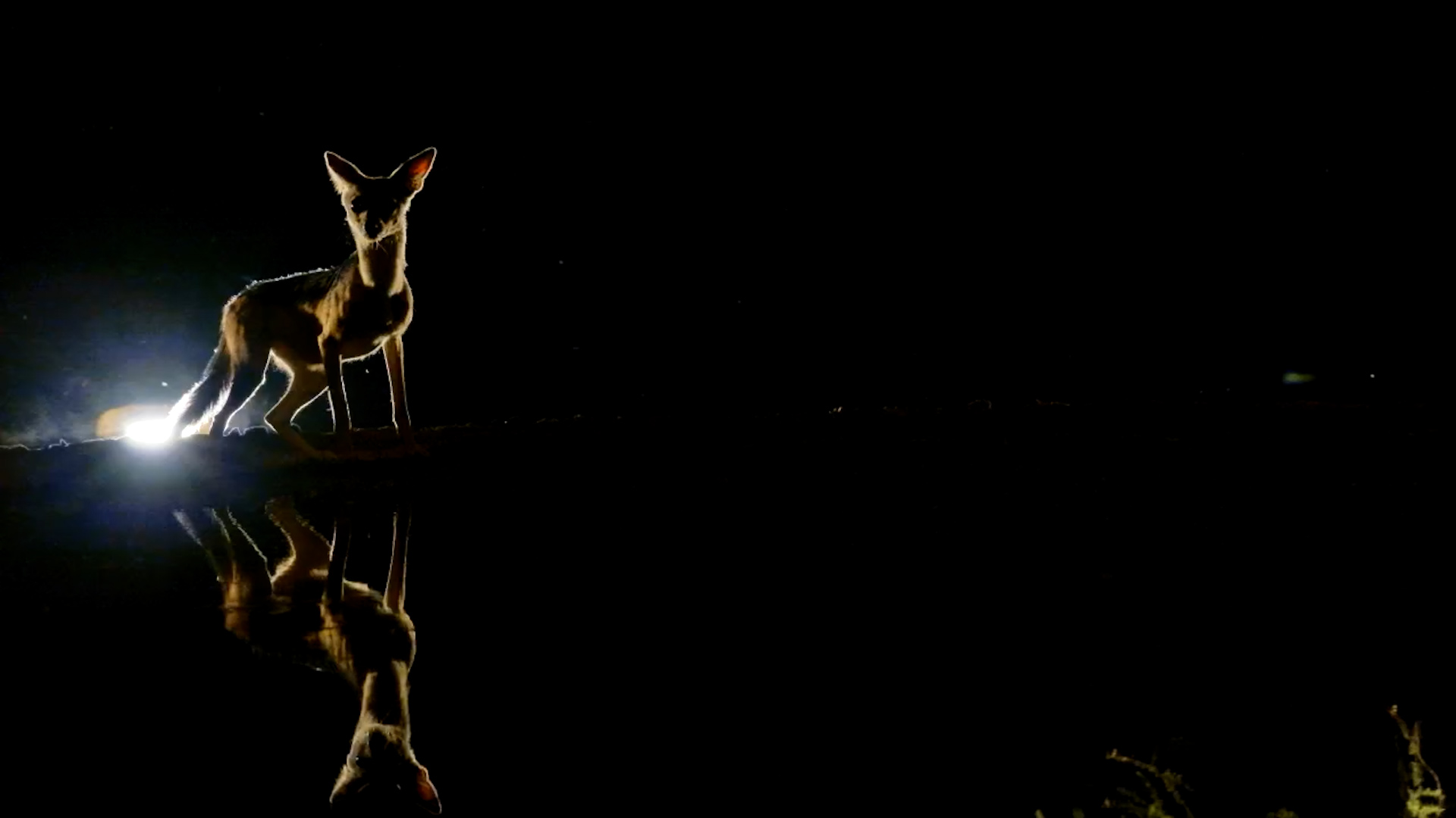 Backlit Beauty: Black-Backed Jackal Drinks at Lentorre