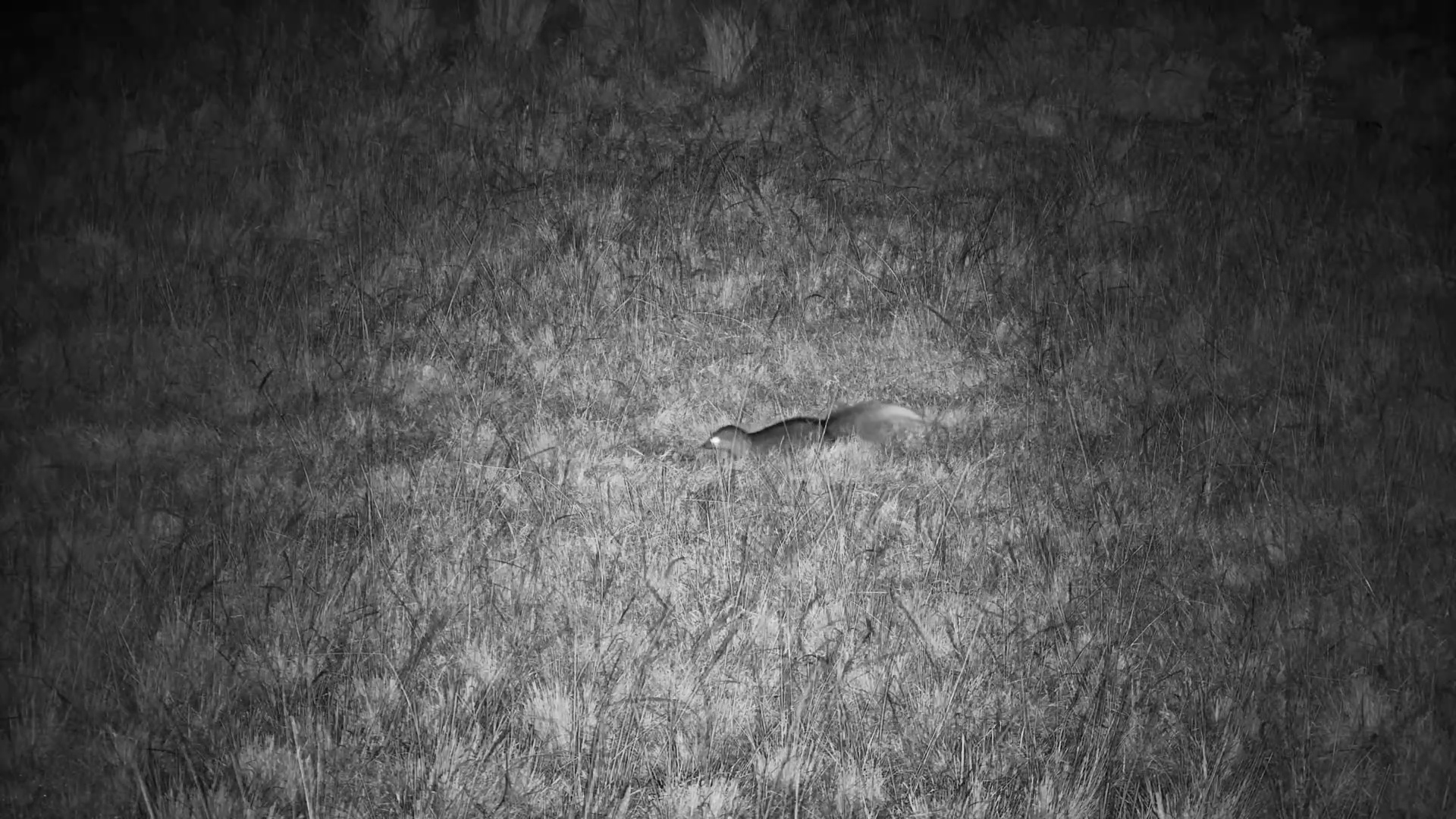 White-Tailed Mongoose Forages at Mahali Mzuri