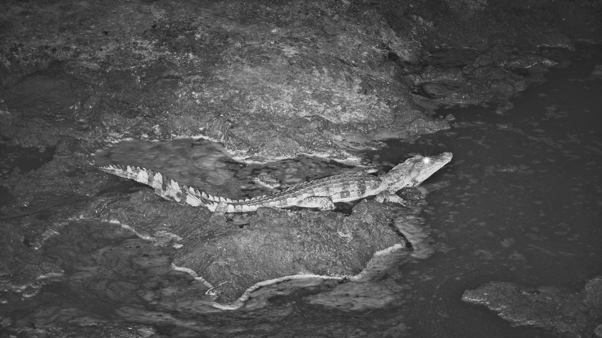 Young Crocodile on the Move
