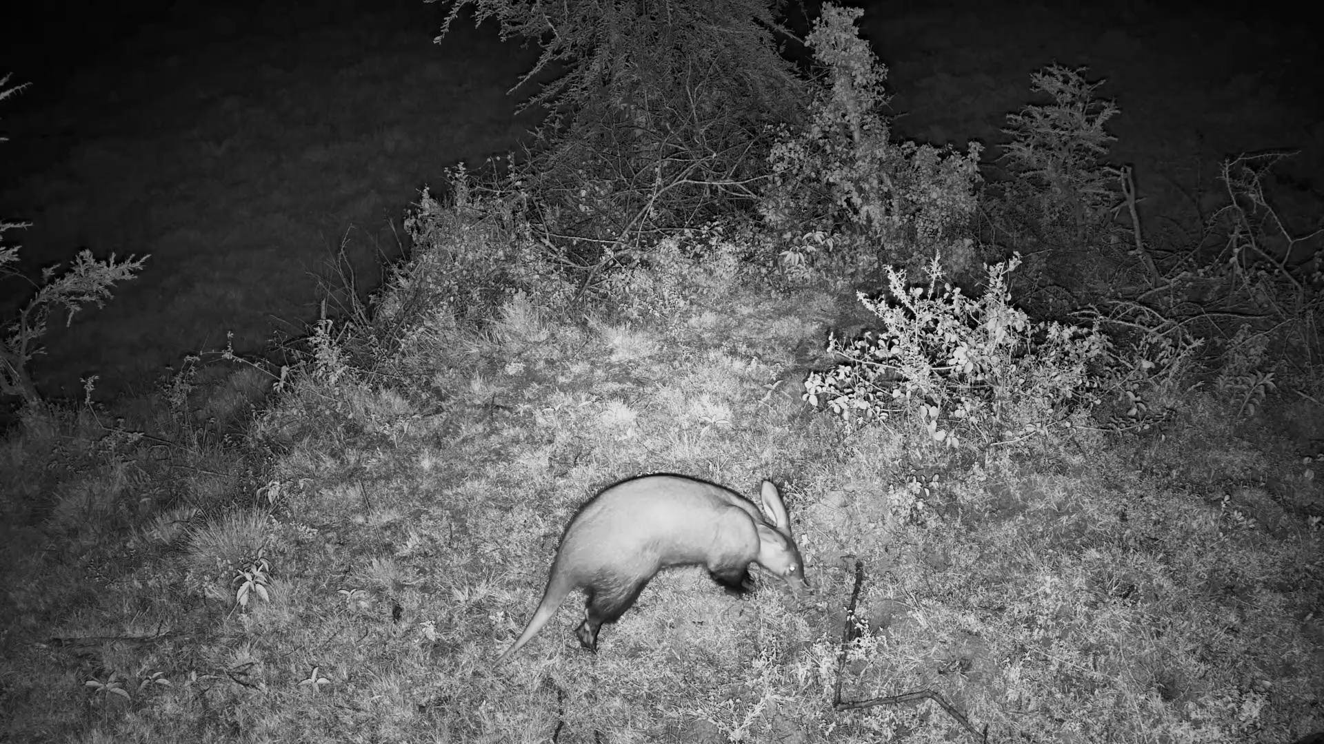 Aardvark Hunts for Food Under the Camera
