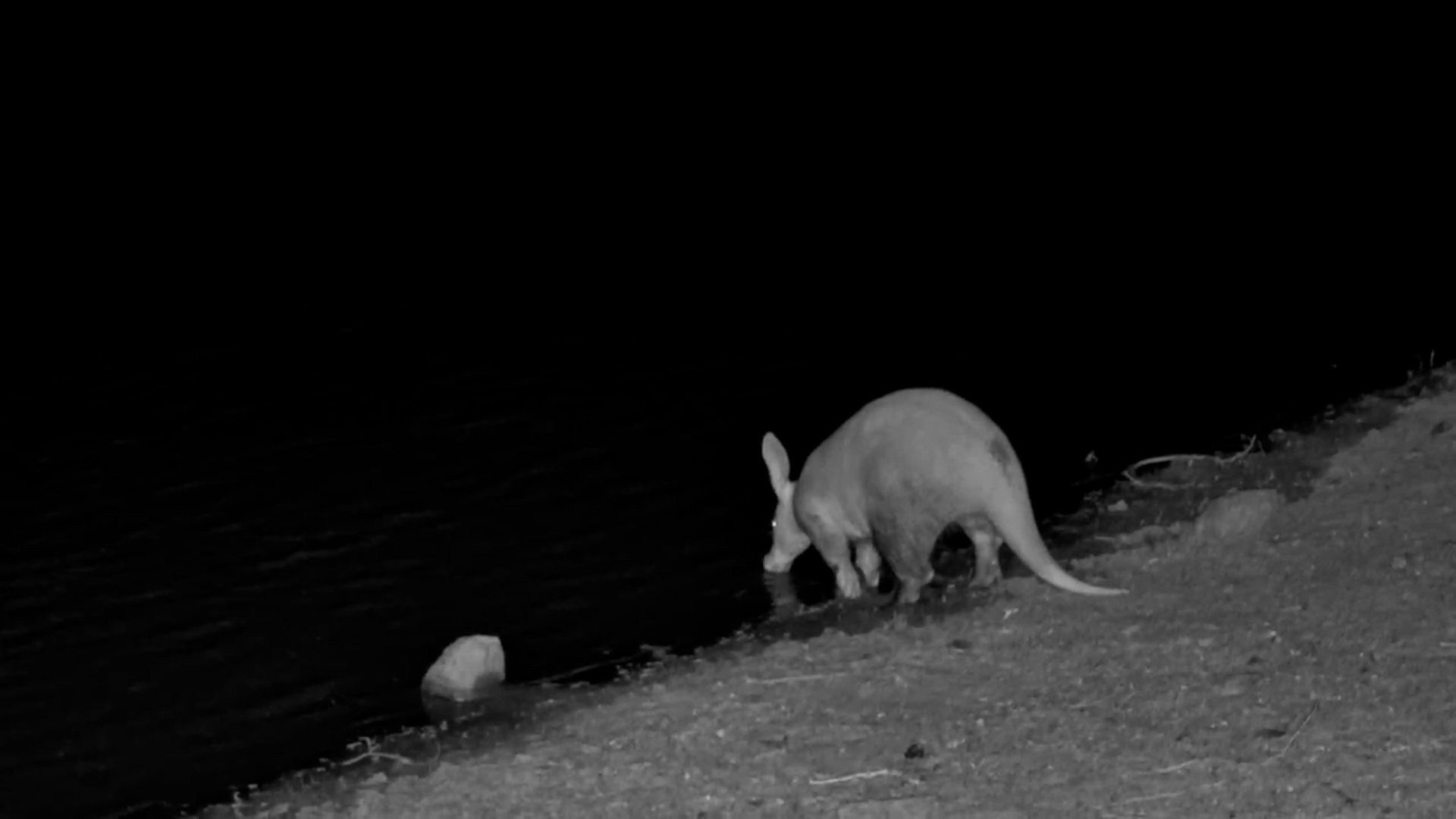 Aardvark Drinks in the Dark