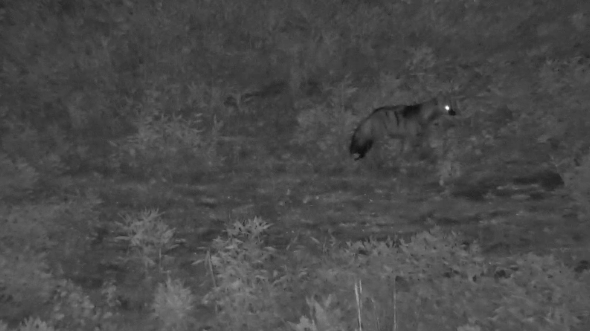 Rare Aardwolf Foraging at The Basin