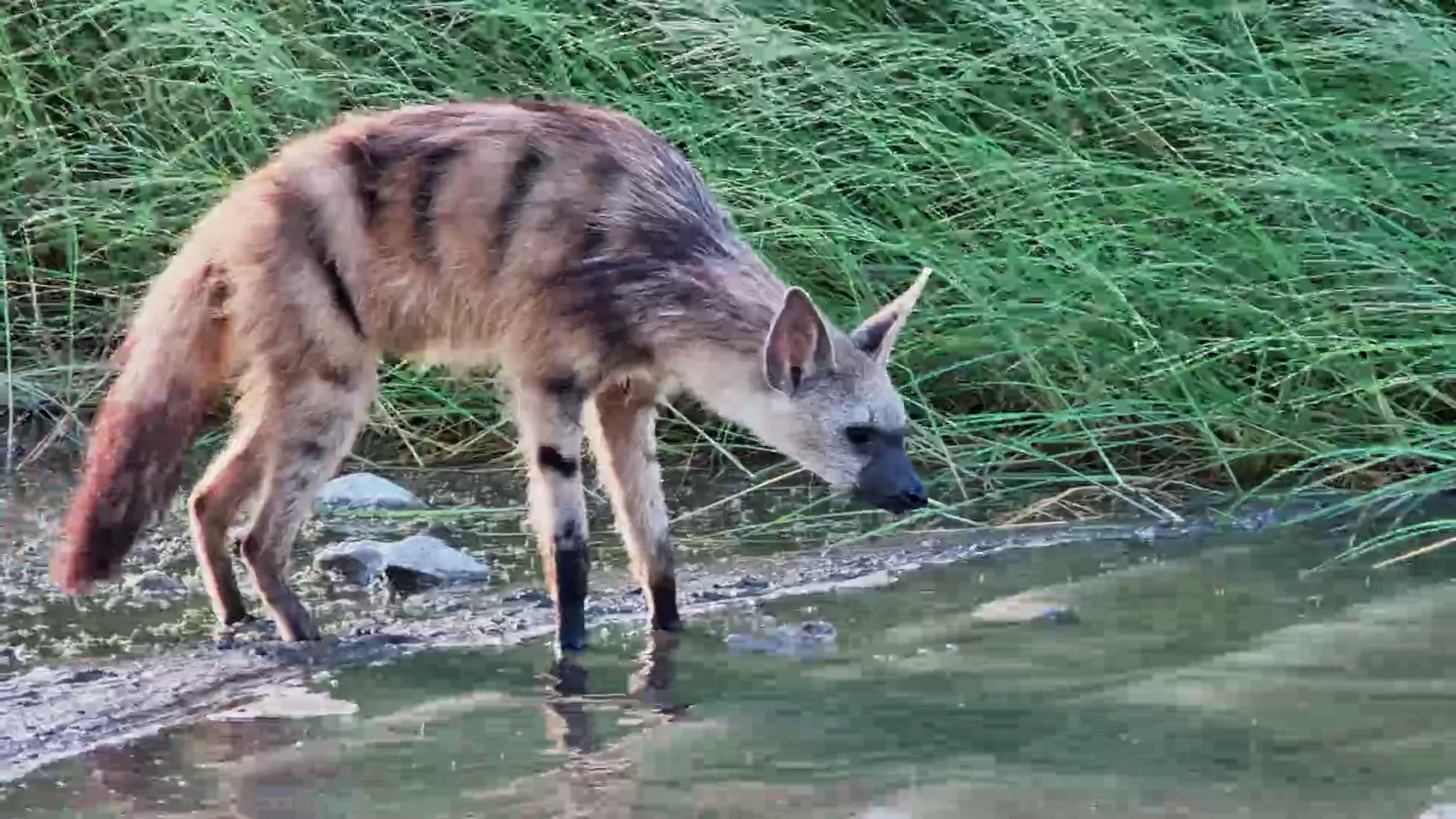 Daylight Surprise! Aardwolf Spotted Drinking