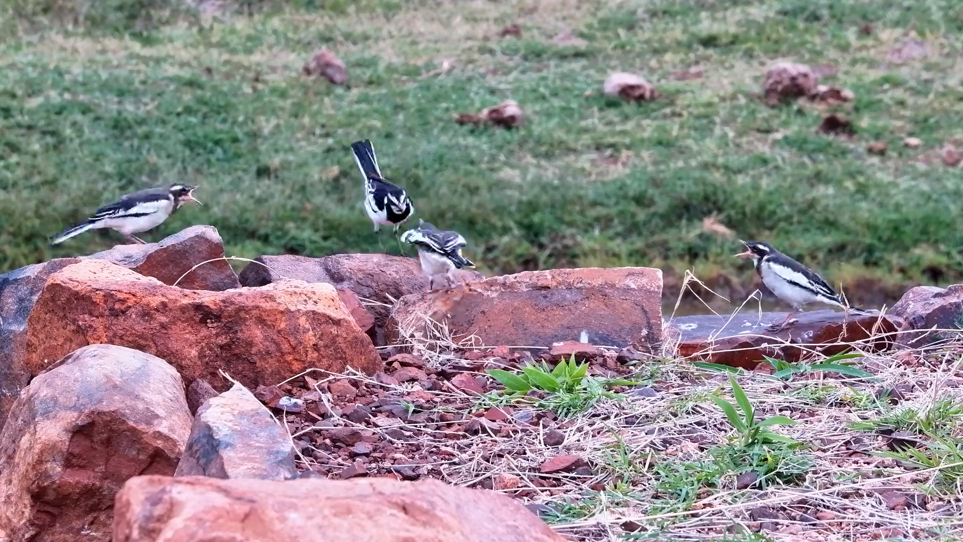 Wagtails Feed Their Hungry Fledglings