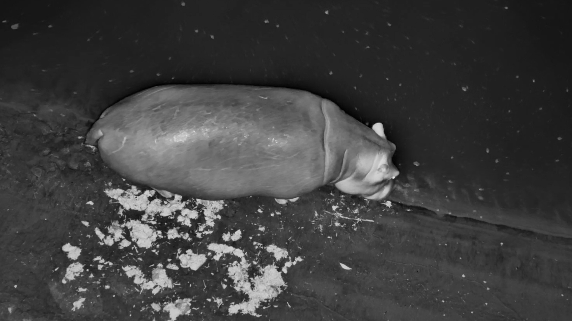 Hippo Appears Right Below the Camera