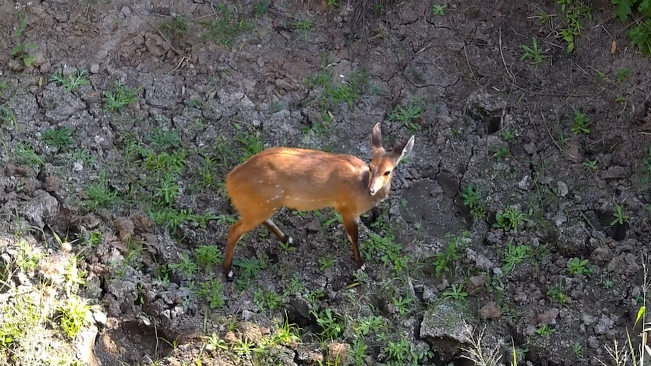 A Quiet Visitor Below