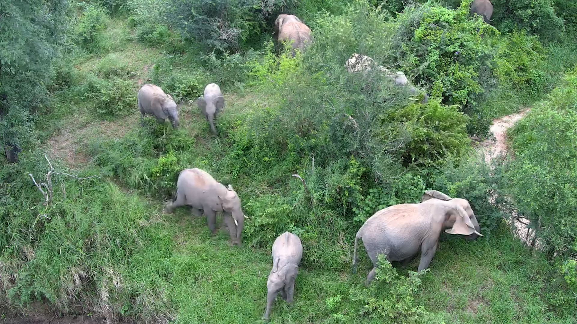 Elephants Under the Bridge