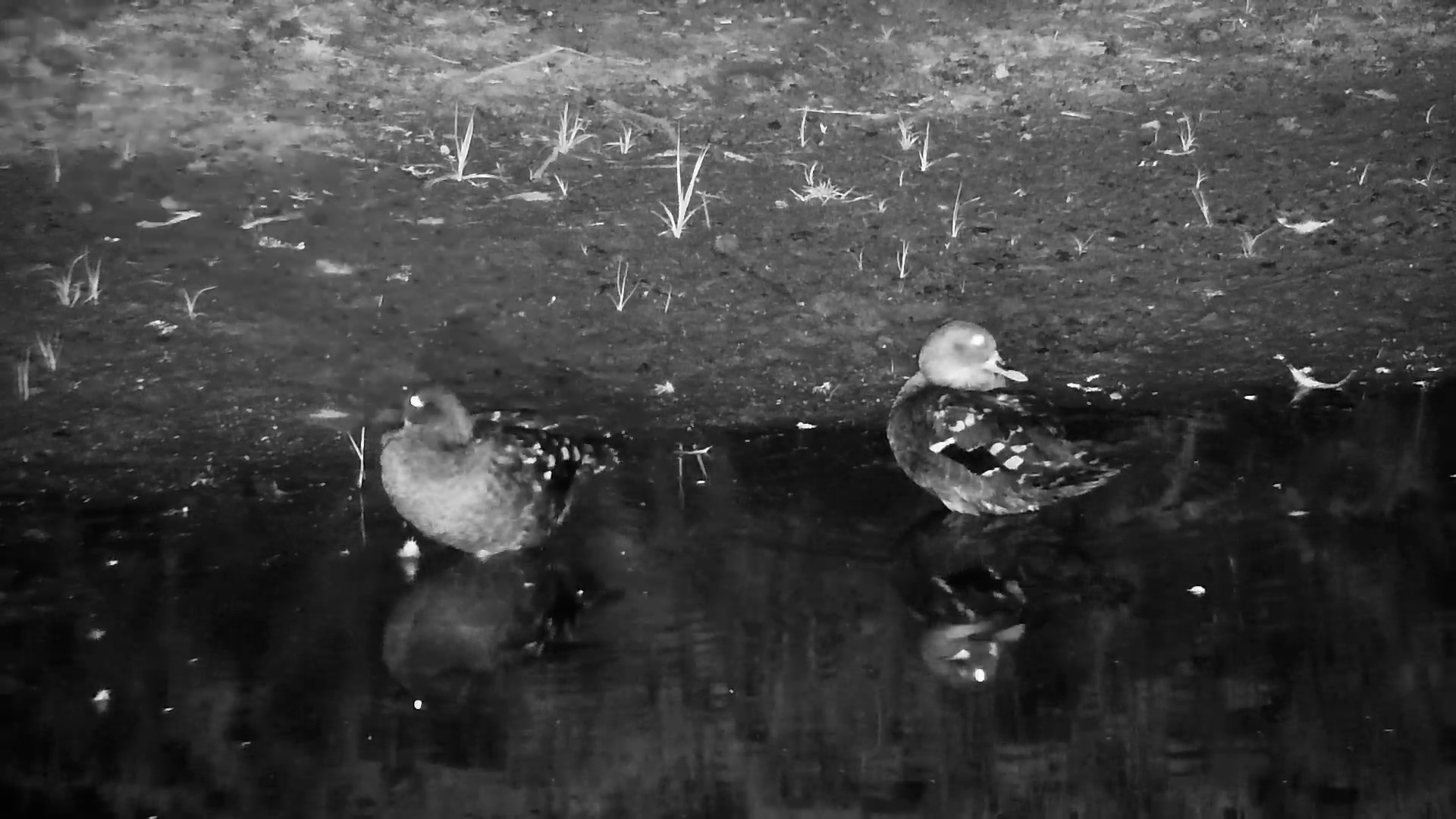 African Black Duck Pair Preening