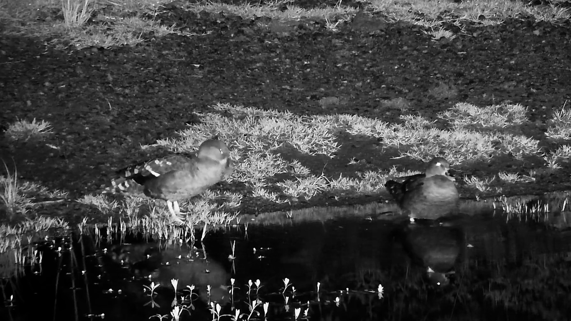 The Quiet Preening of African Black Ducks