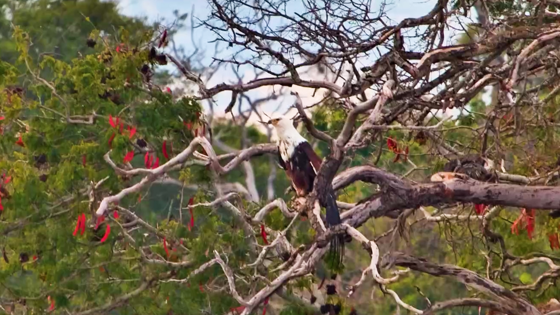 A Morning With Africa's Most Iconic Eagle