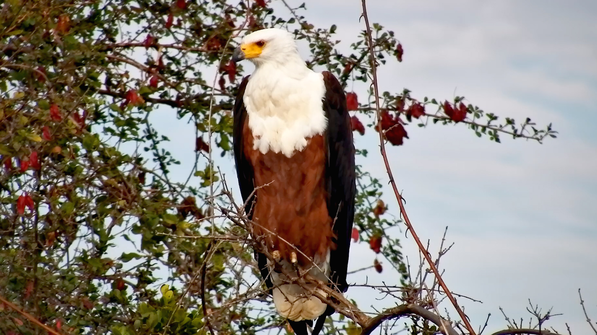 Africa's Most Iconic Eagle Stands Watch