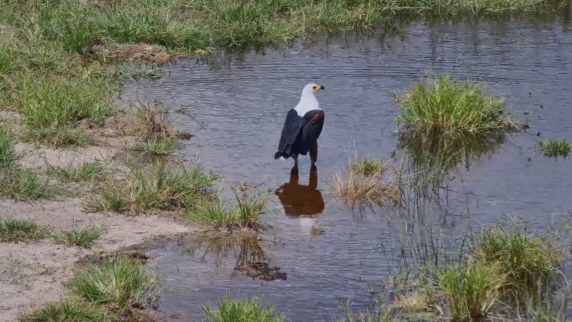 Eagle at the Water… Until a Giant Arrives