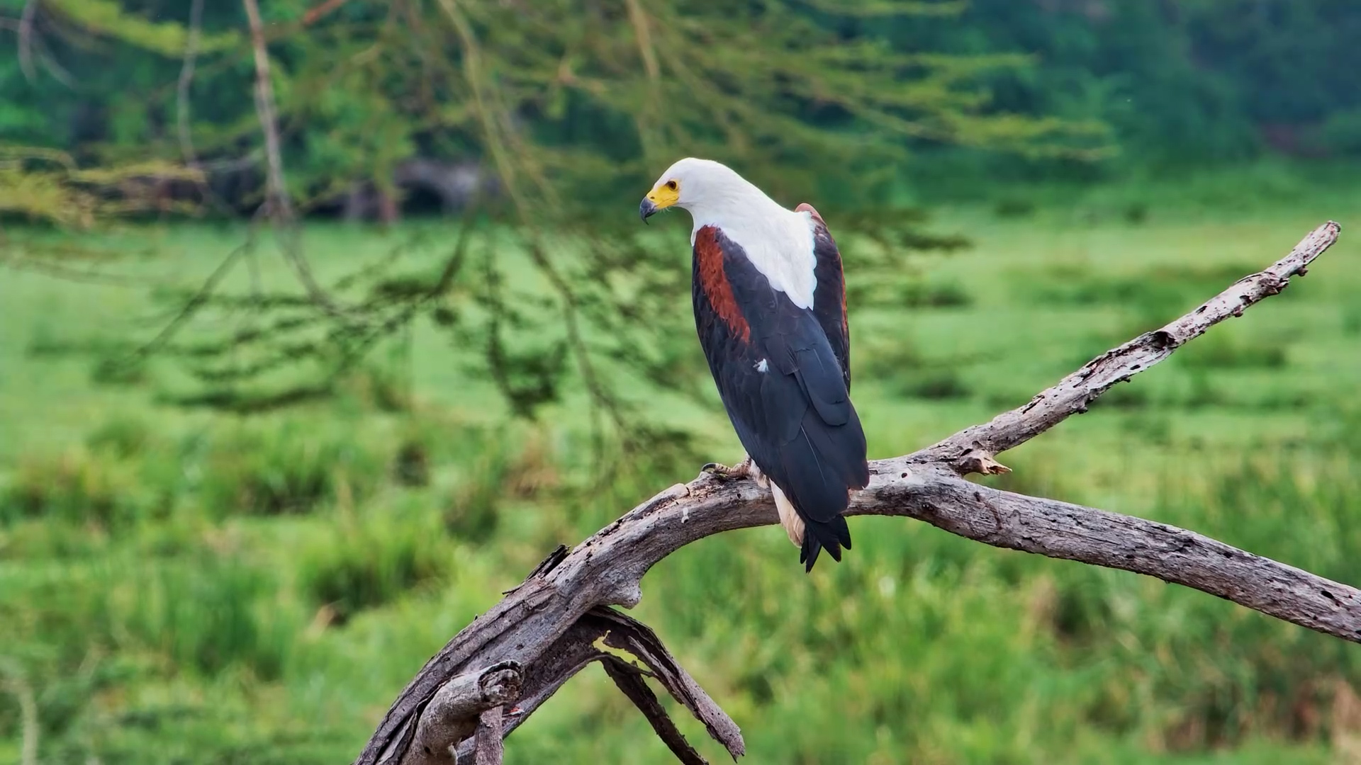 African Fish Eagle Perches on a Dead Branch