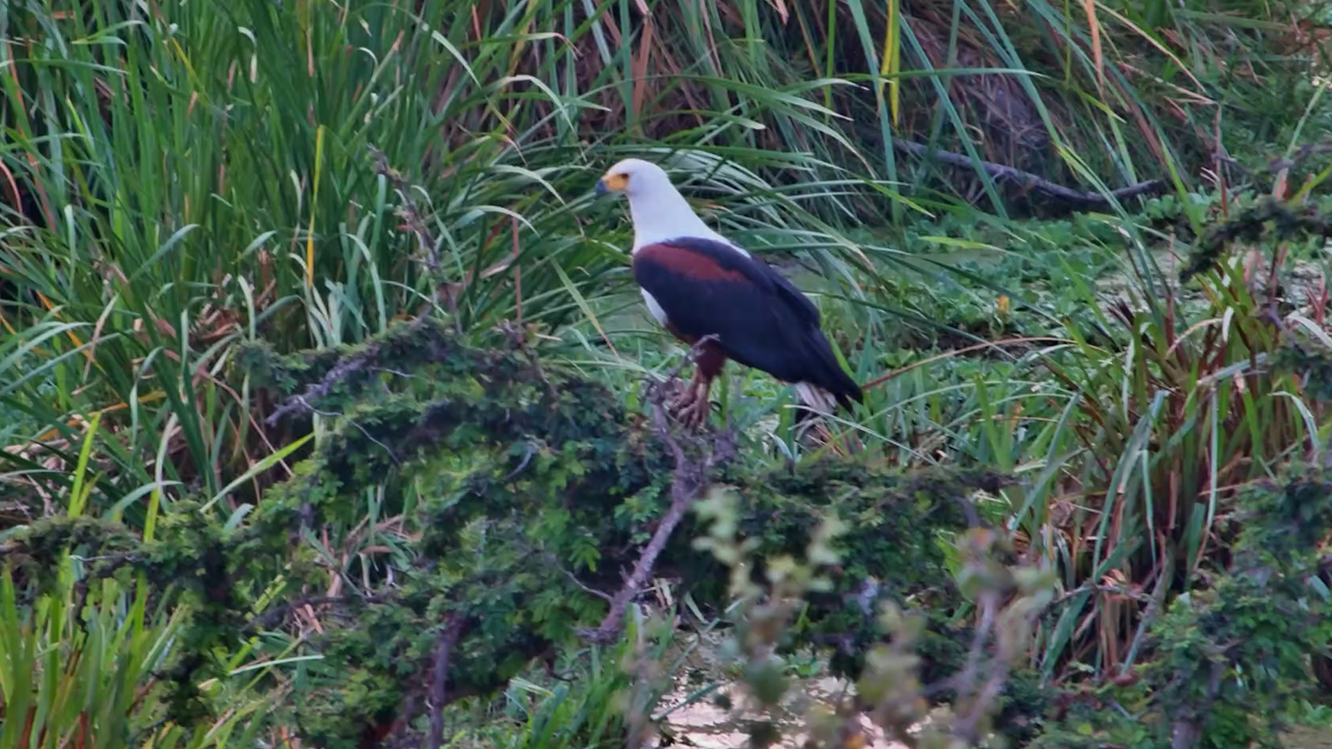 Fish Eagle Surveys Finch Hattons