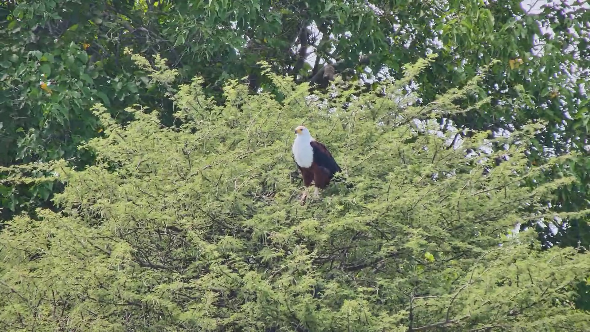 An Iconic African Fish Eagle