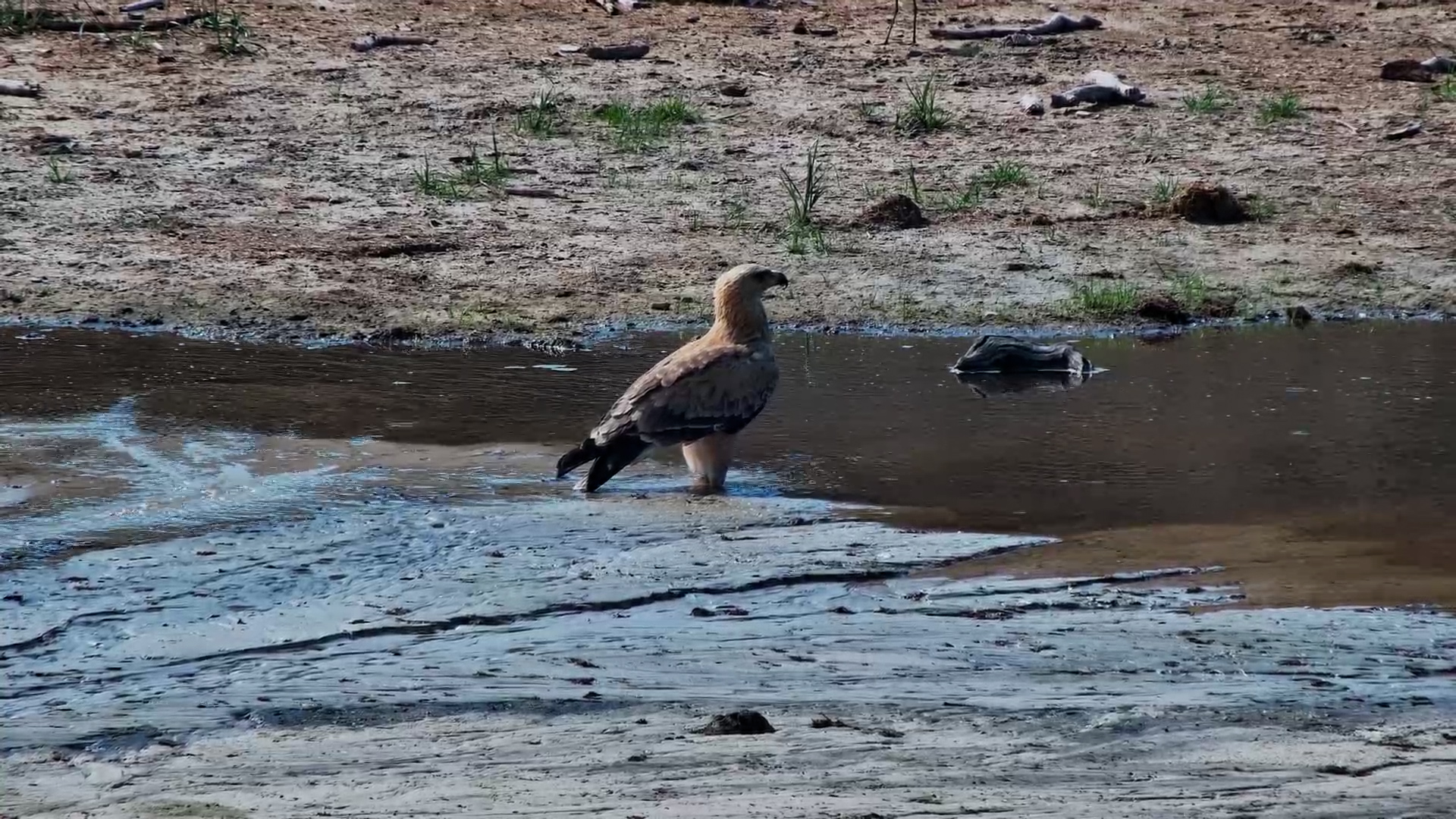 Tawny Eagle Drinks at Camelthorn Waterhole
