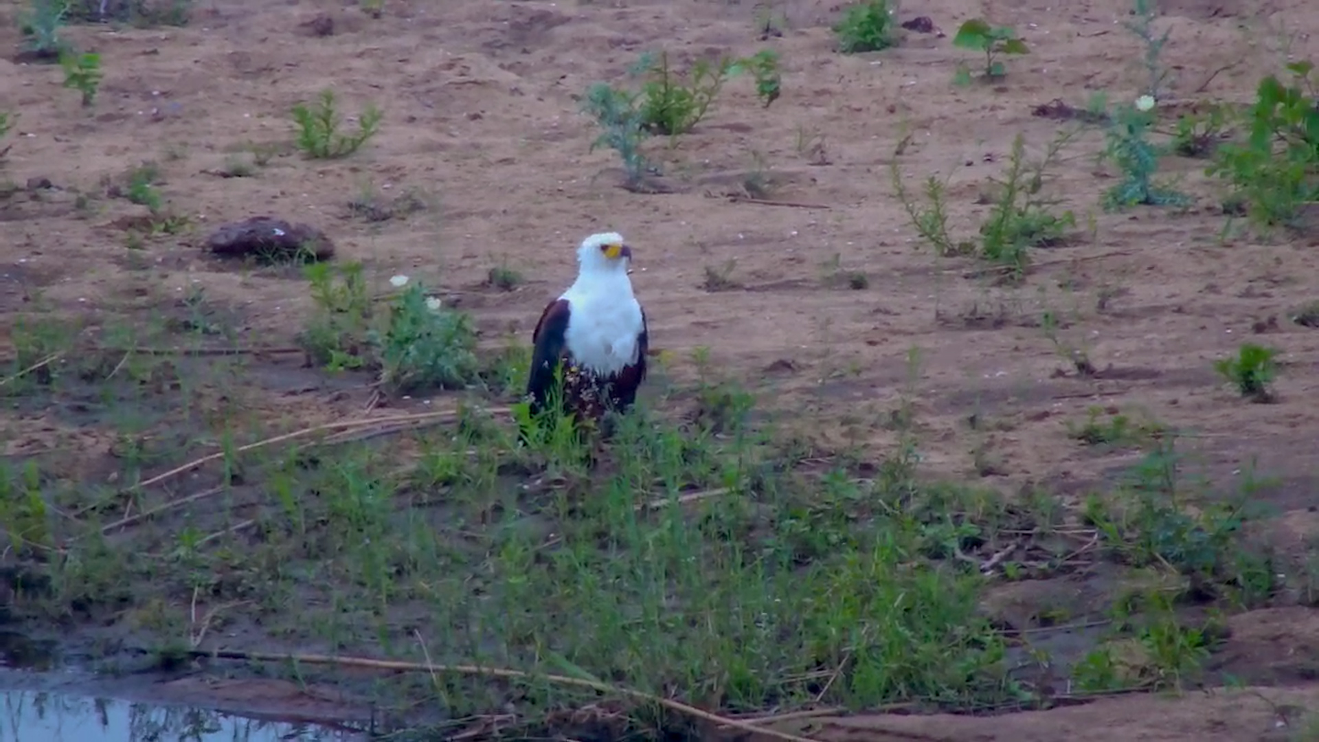 African Fish Eagle on the Hunt