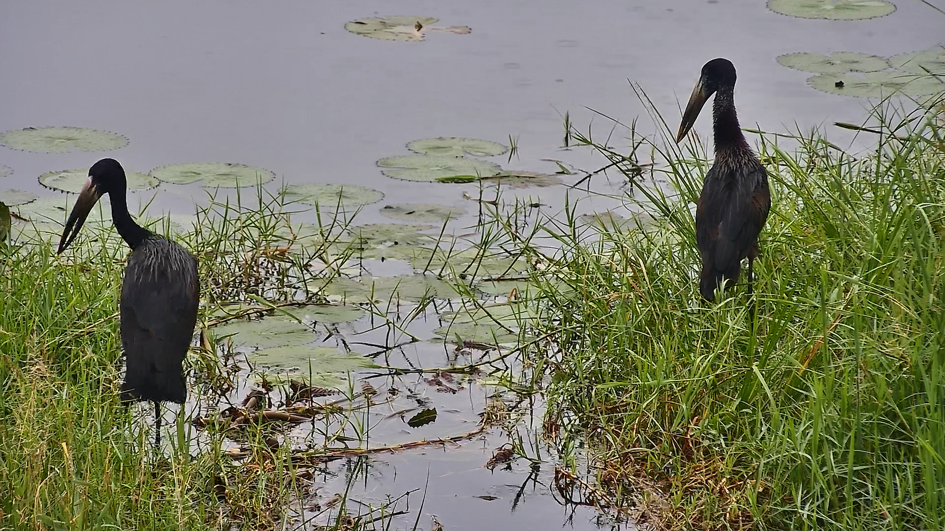 Watch Openbills Find Their Next Meal!