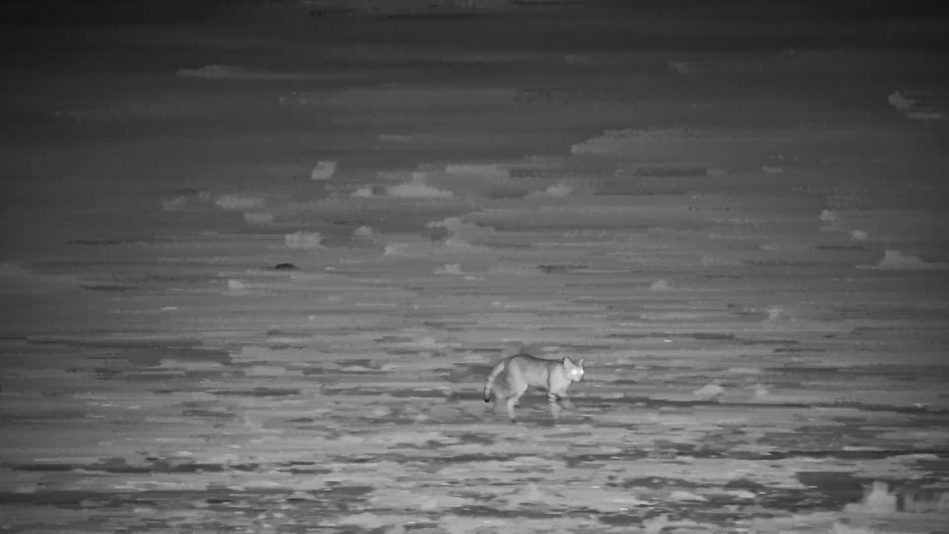 When the Kalahari Goes Quiet… This Tiny Predator Appears