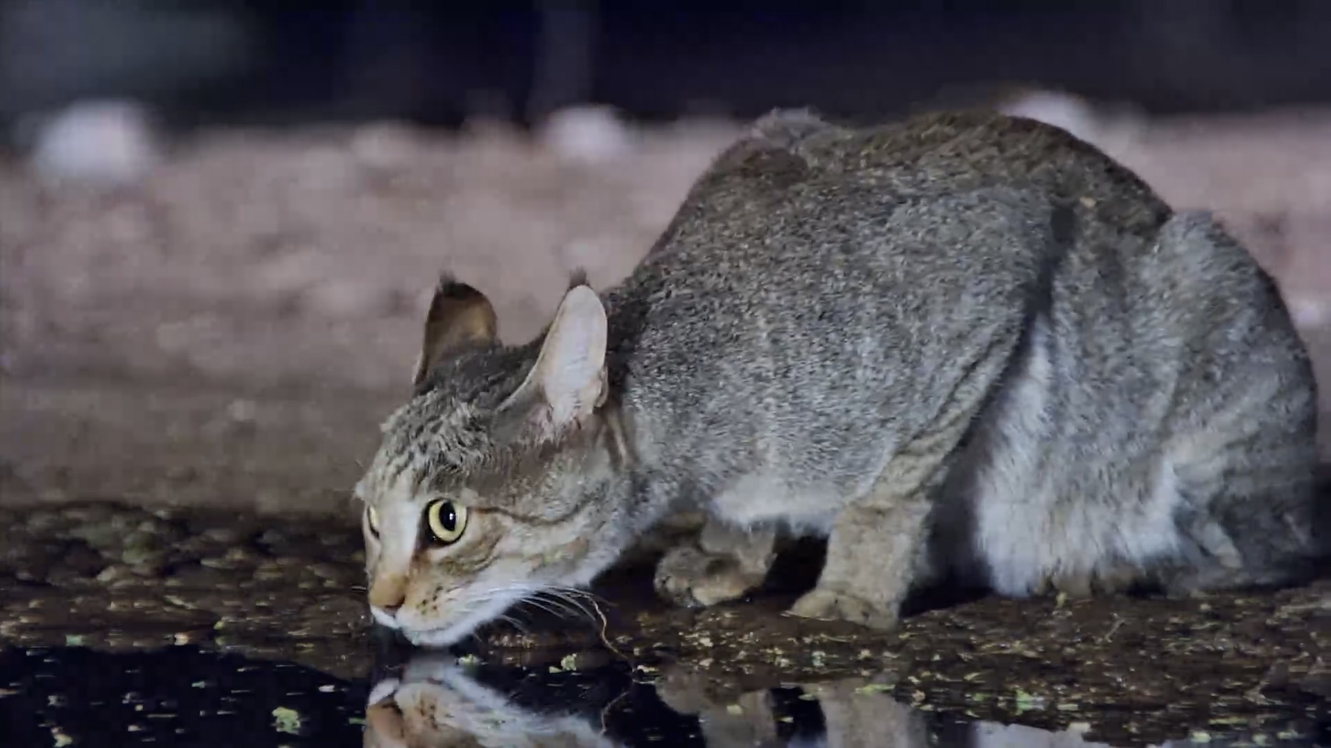 Elusive African Wildcat at Lentorre