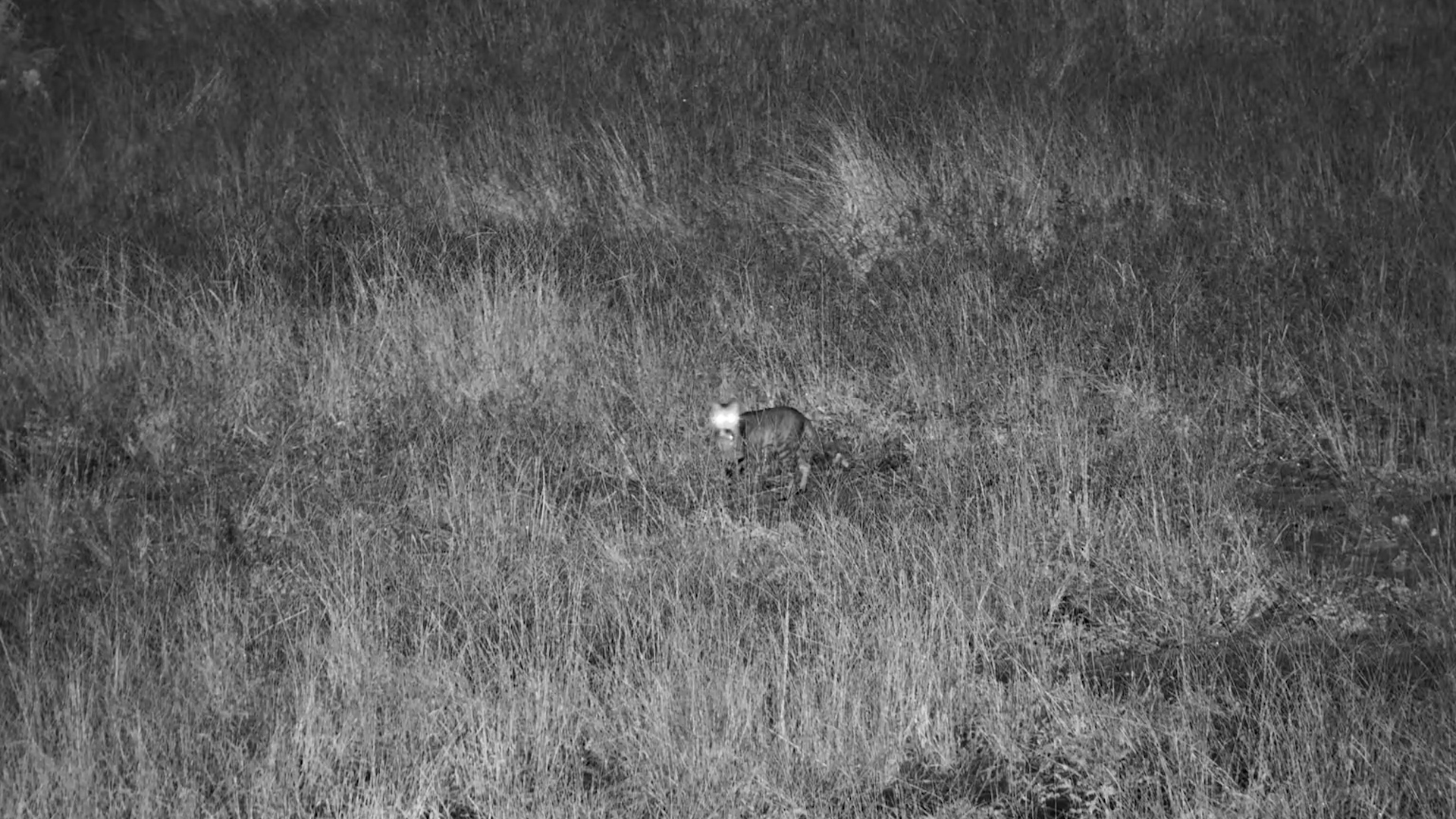 African Wild Cat Stalks Prey at Meno a Kwena