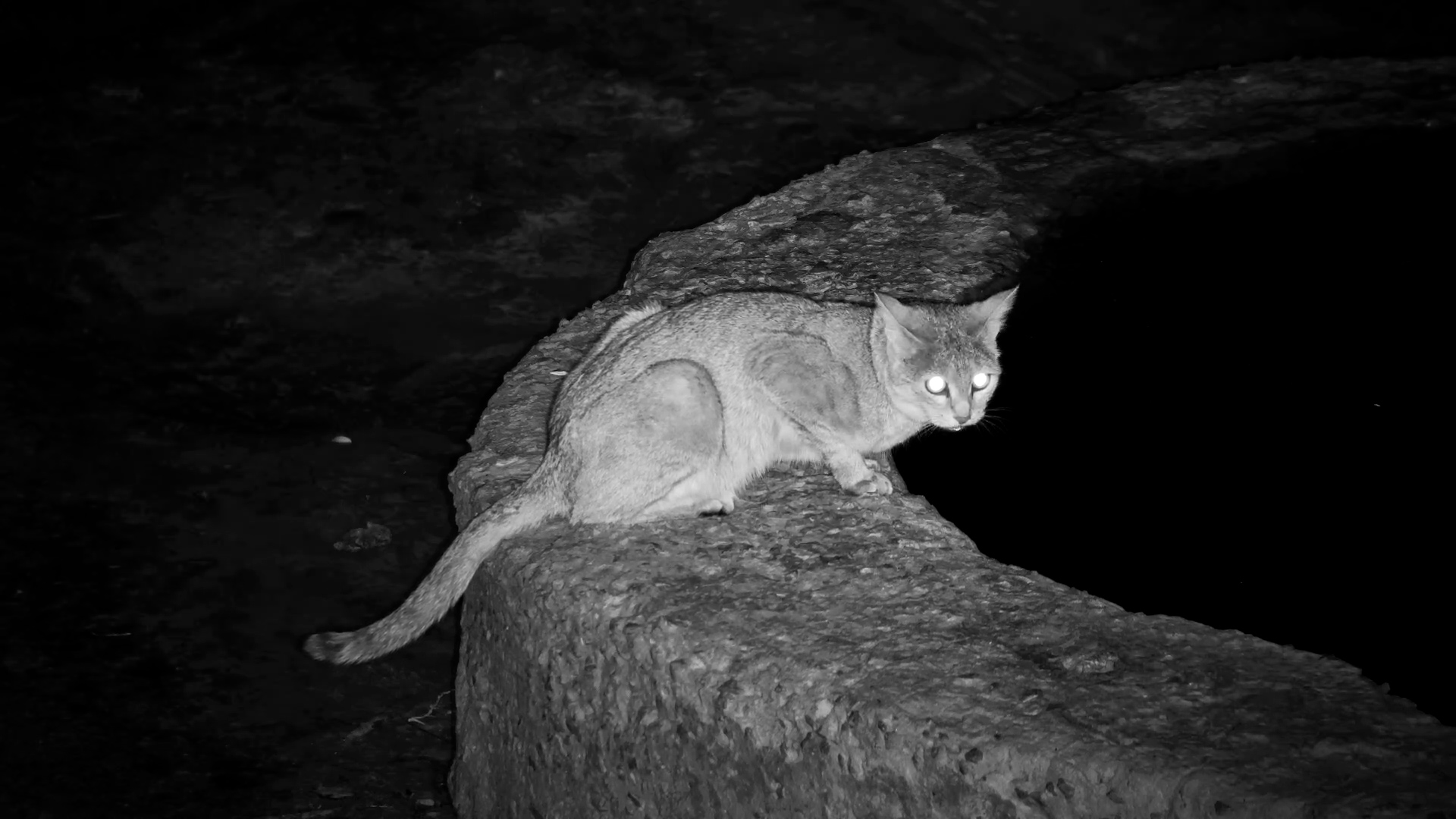 An Exclusive Look into an African Wildcats Nighttime Habits