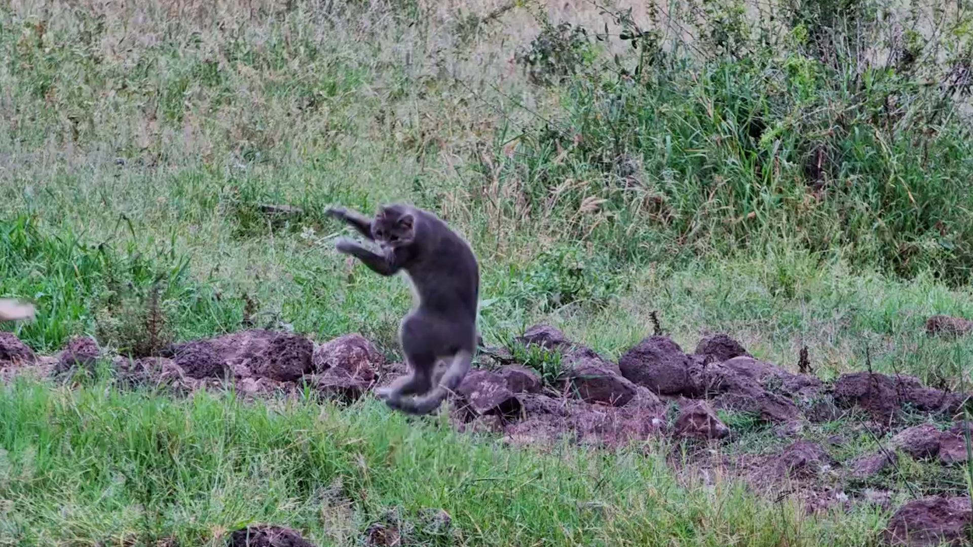 Watch the Grass Move… Something Is Hunting Beneath It