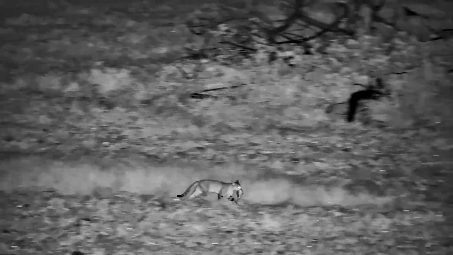 African Wild Cat in Action