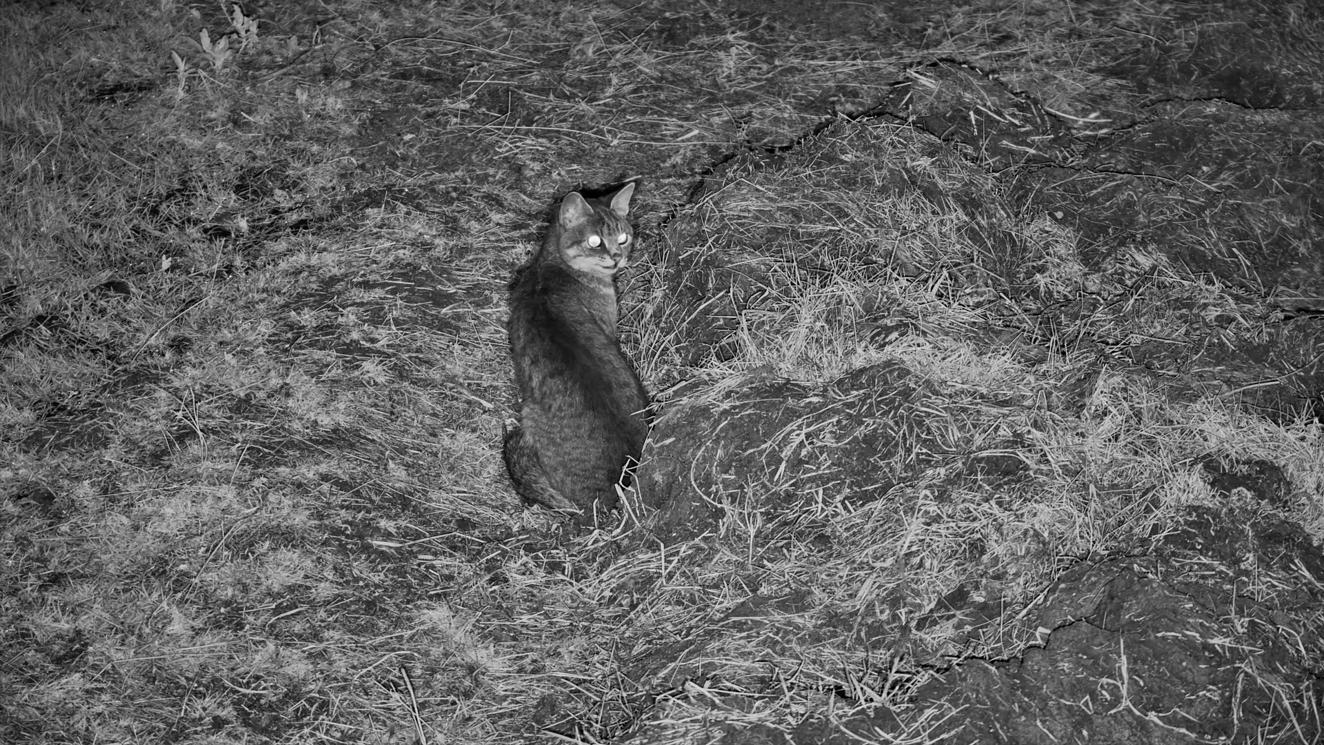 African Wild Cat at Tortilis in the Dark