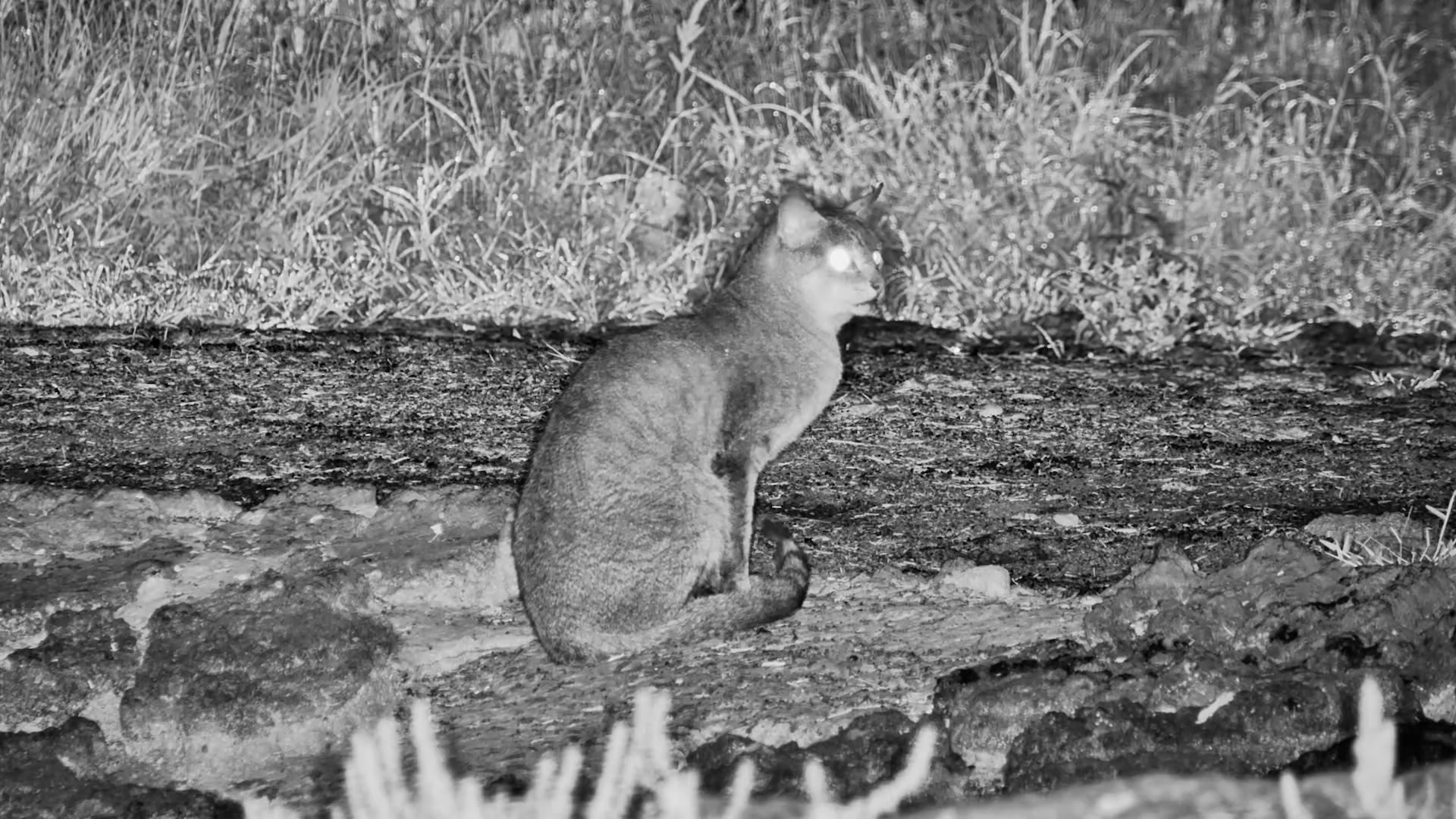 Wild Cat Arrives Before the Sun Rises