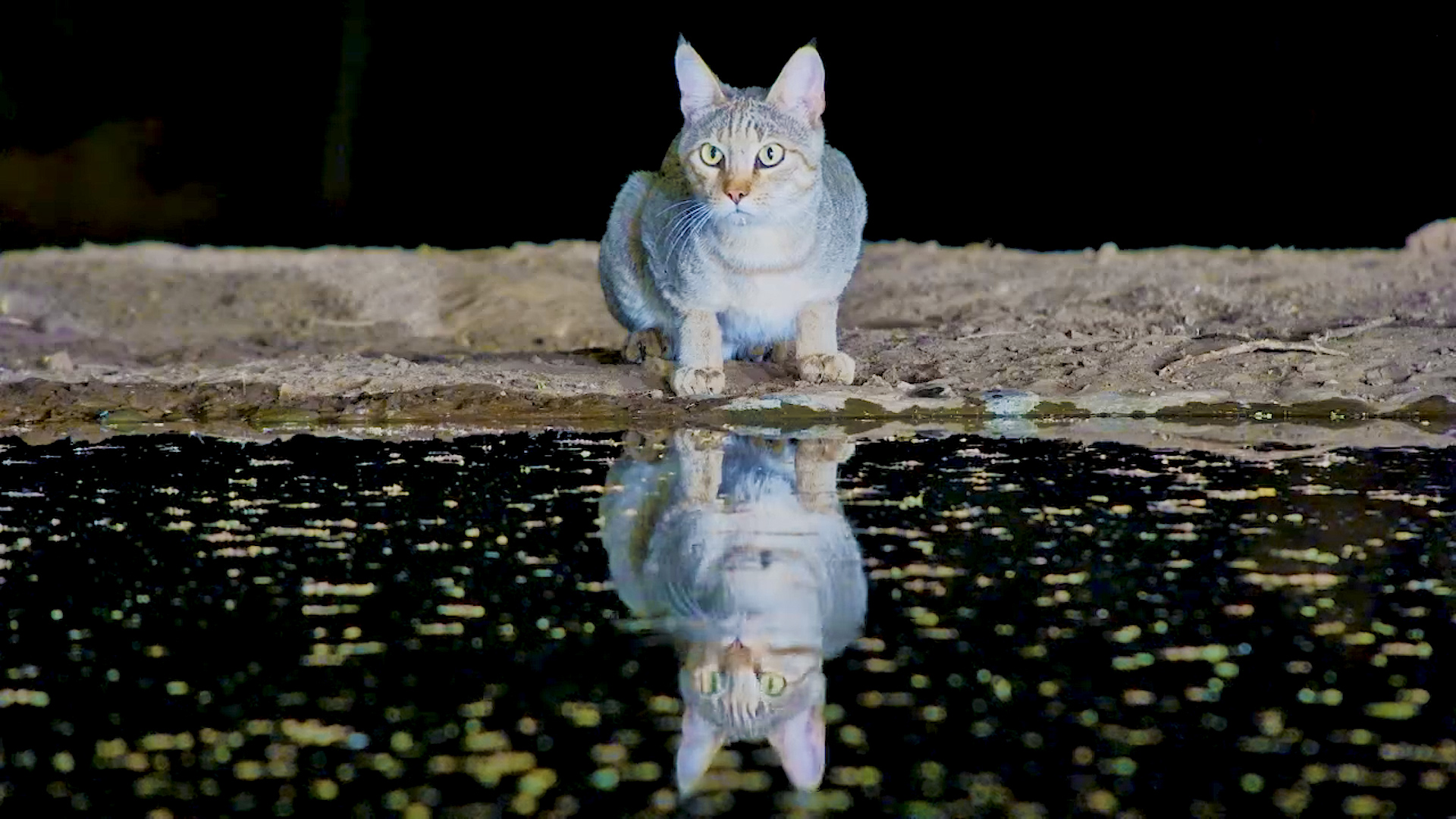 Thirsty African Wild Cat at the Waterhole