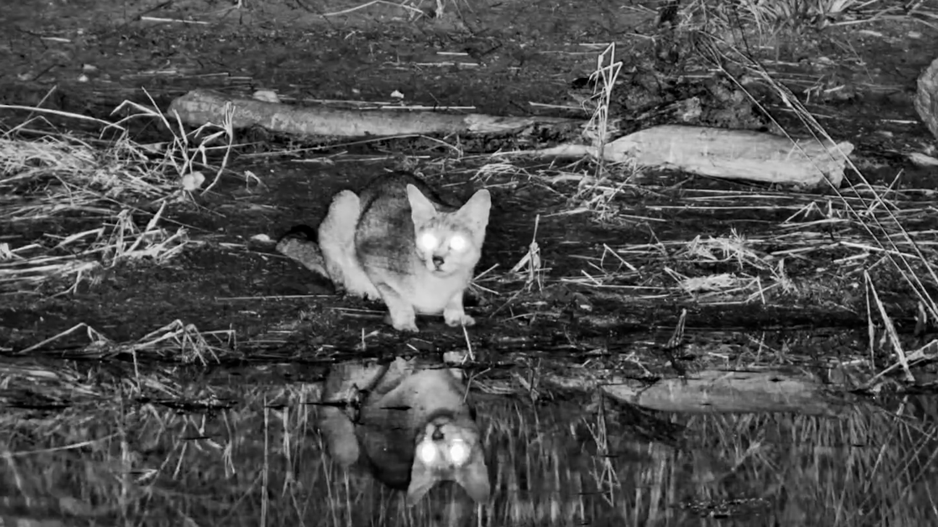 African Wildcat by the Water