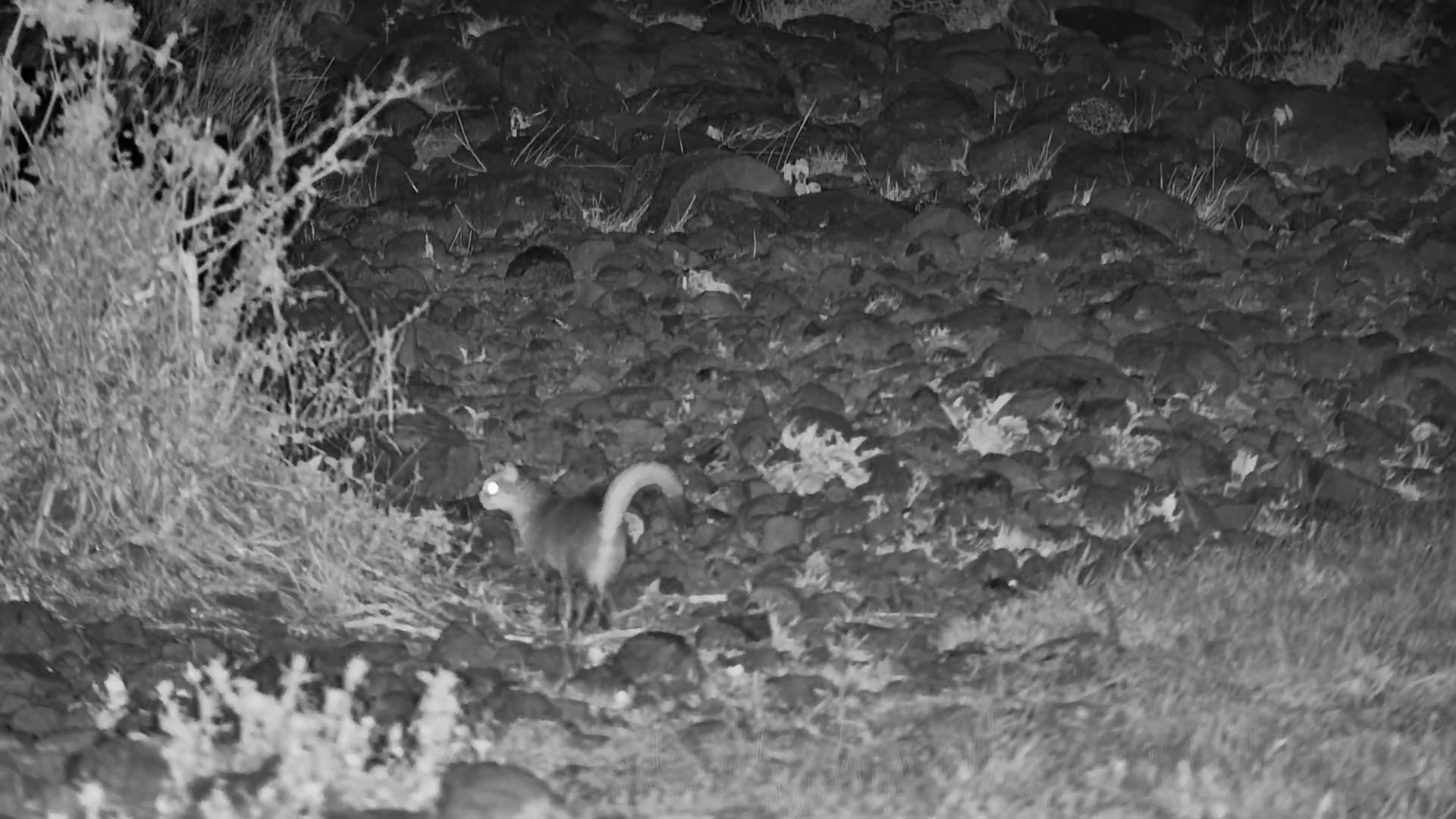 African Wildcat on the Hunt