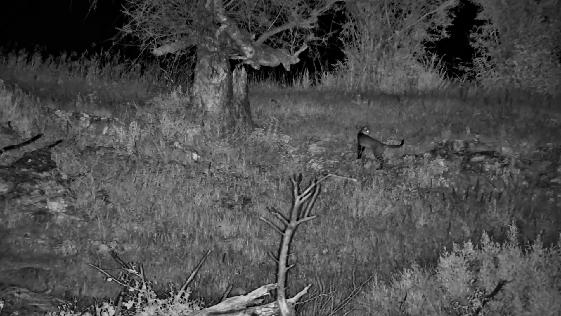 African Wild Cat Hunts in Botswana